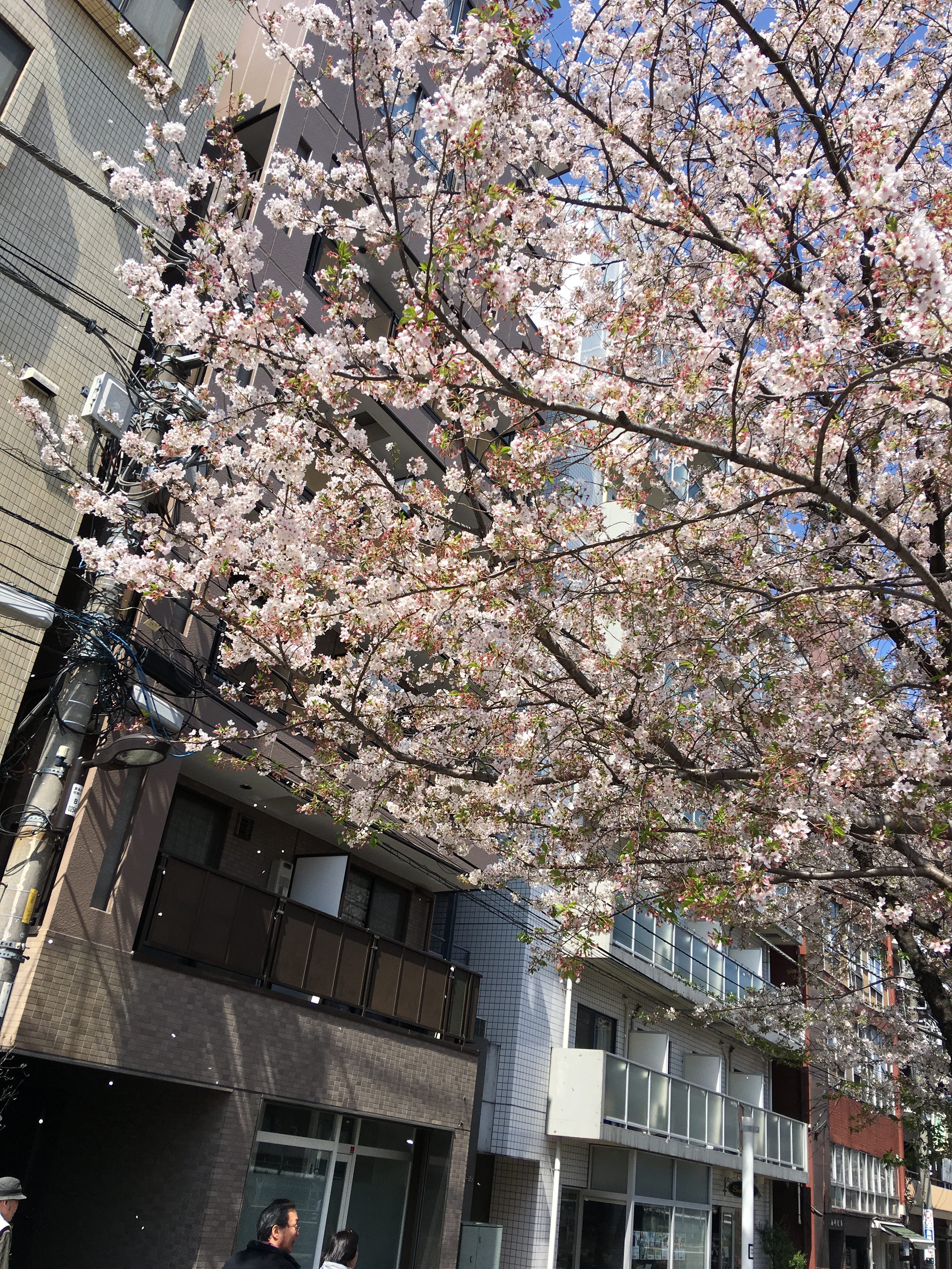 巣鴨桜並木通りの桜